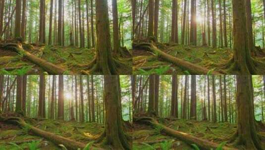 树木 光线 生态 大自然生态宣传广告片高清在线视频素材下载