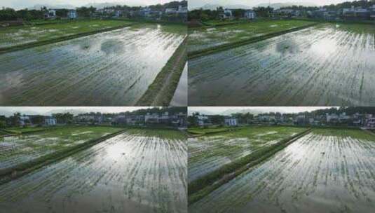 4k水稻培育秧苗粮食安全绿色稻田生态航拍高清在线视频素材下载