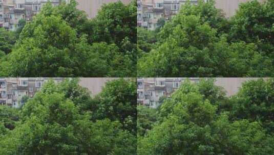 小区树木绿叶下雨高清在线视频素材下载