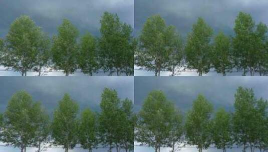 阴雨天大风中的树高清在线视频素材下载