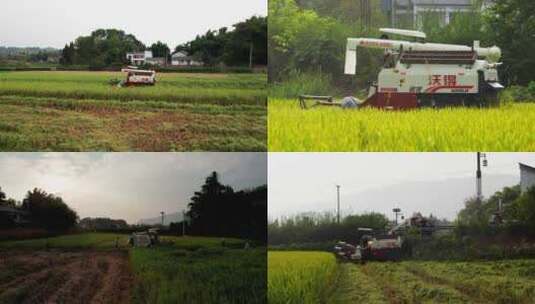 农民稻谷丰收高清在线视频素材下载
