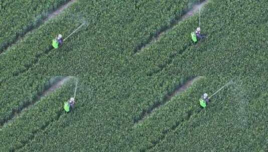 农民在农村麦田地田间喷洒农药高清在线视频素材下载