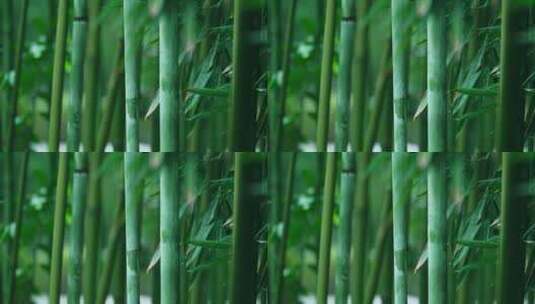 竹林竹叶风景高清在线视频素材下载