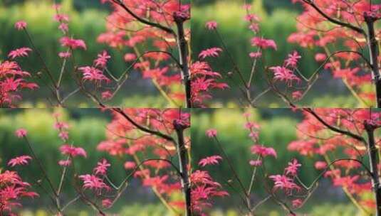 秋天江南园林庭院中的红色枫叶高清在线视频素材下载