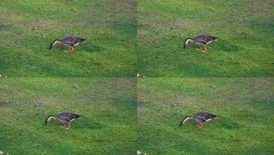 绿色草坪上悠闲的灰雁鹅高清在线视频素材下载