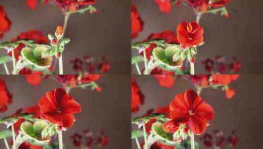 天竺葵花盛开的延时摄影高清在线视频素材下载