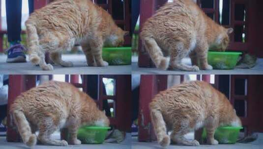 流浪猫吃猫粮高清在线视频素材下载