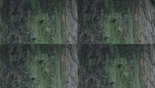 树皮上的苔藓特写 自然宣传片 空镜高清在线视频素材下载