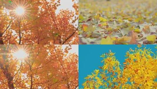 秋天的落叶美丽的秋天高清在线视频素材下载