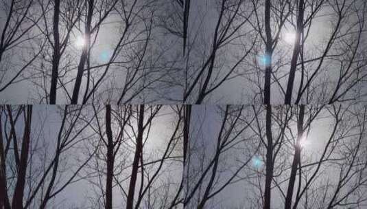 宣传片冬天枯树阳光孤独萧瑟的景色高清在线视频素材下载