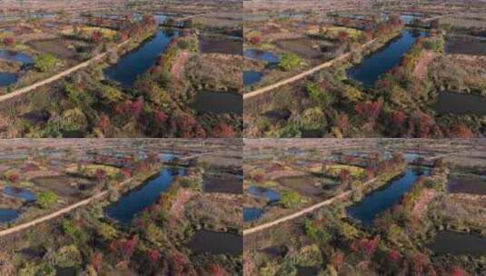 杭州余杭区北湖草荡湿地秋天风光航拍高清在线视频素材下载