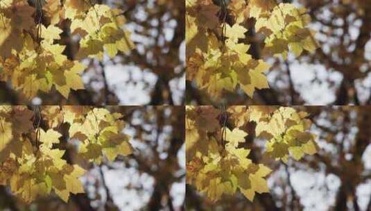 秋天早上或者下午的树叶高清在线视频素材下载