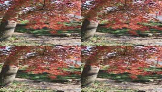 秋天唯美红叶红枫随风飘动竖屏高清在线视频素材下载