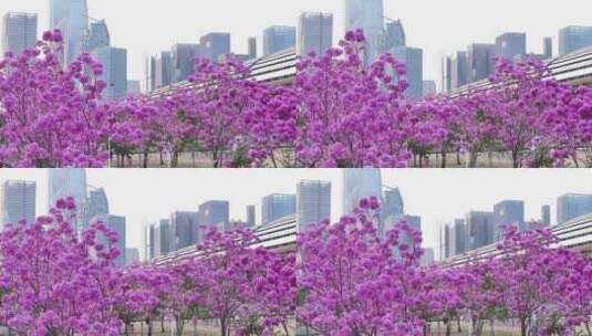 中国广东省广州市琶洲会展中心紫花风铃高清在线视频素材下载