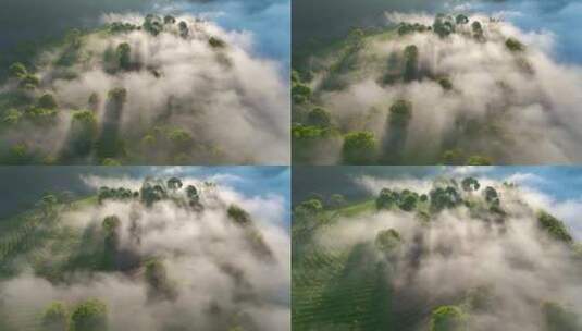 航拍云雾缭绕的茶山高清在线视频素材下载