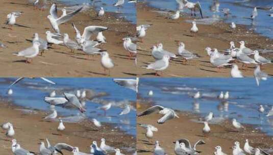 沙滩上的海鸥高清在线视频素材下载
