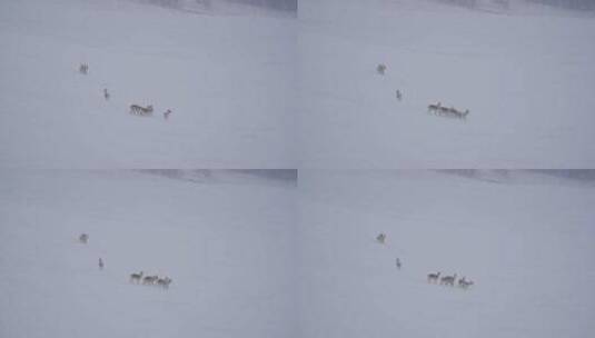 雪原上的一队黄羊蒙原羚高清在线视频素材下载