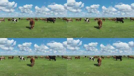 呼伦贝尔草原牛群915高清在线视频素材下载