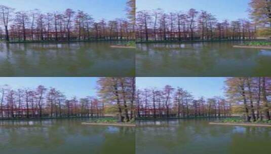 佛山千灯湖公园落羽杉树林红叶湖面倒影高清在线视频素材下载