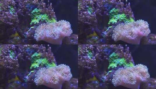 珊瑚高清在线视频素材下载