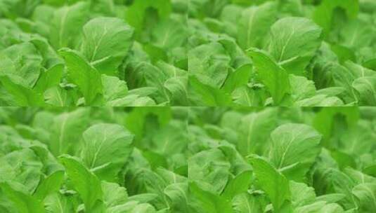 青菜种植高清在线视频素材下载