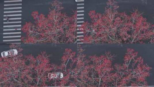 中国广东省广州市从化区街口木棉花高清在线视频素材下载
