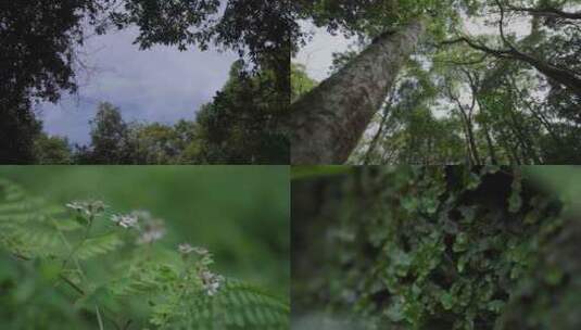 4K原始森林高清在线视频素材下载
