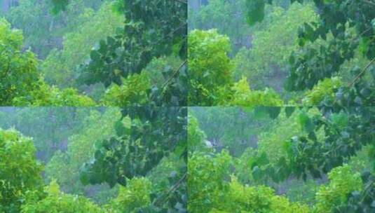 城市下暴雨下雨天雨水雨滴植物树叶子树木雨高清在线视频素材下载
