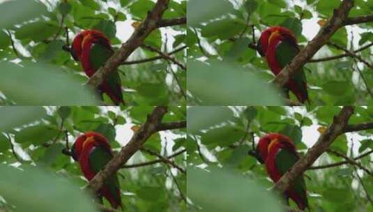 黄嘴鹦鹉，绿尾鹦鹉，栖息在树枝上，梳理和高清在线视频素材下载