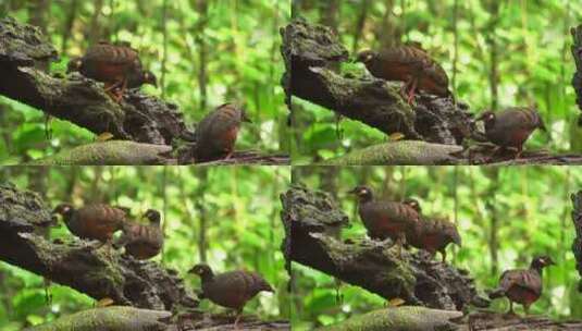 栗腹山楂鸟，树冠和后颈呈红褐色，腿红色，高清在线视频素材下载