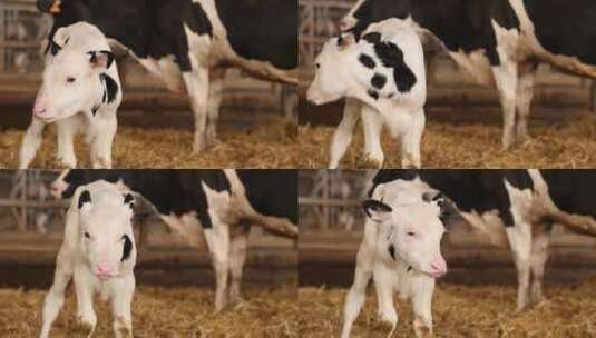 小奶牛有机牧场天然牧场高清在线视频素材下载