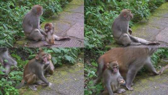 湖南旅游张家界景区猴山野生猴子高清在线视频素材下载