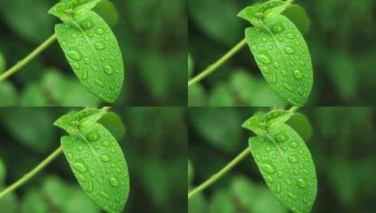 春天雨天植物叶子雨滴雨水的自然治愈风景高清在线视频素材下载