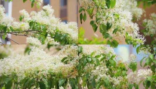 开花的树 白色花 中草药 白色花瓣高清在线视频素材下载