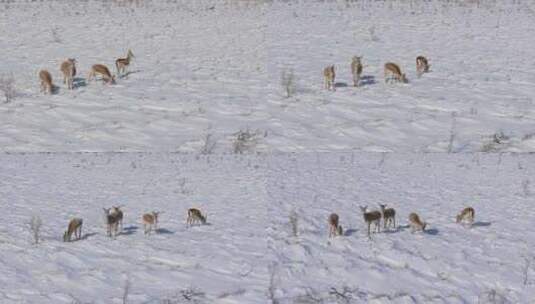 航拍新疆阿勒泰冬季积雪草原上鹅喉羚奔跑高清在线视频素材下载