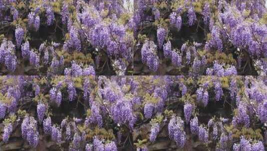 苏州网师园二百五十岁紫藤开花 紫色花海高清在线视频素材下载