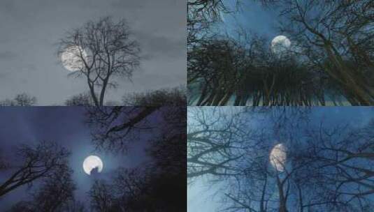 恐怖森林月亮升起空镜高清在线视频素材下载