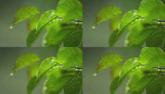 （慢镜）下雨天挂着水珠的绿叶微距特写高清在线视频素材下载