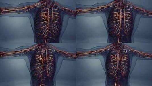 心脏与静脉和动脉的医学精确动画高清在线视频素材下载