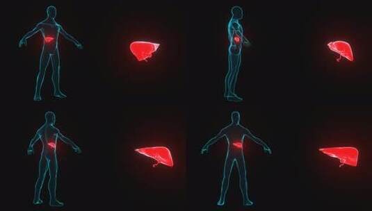 人体肝病全息图。高清在线视频素材下载