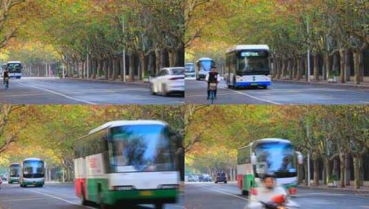 城市梧桐树 秋天梧桐大道  早晨上班高峰高清在线视频素材下载