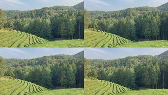 山林间的大片整齐茶树种植园风景高清在线视频素材下载