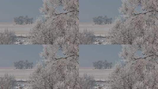 银装素裹的冬季田野树木雪景高清在线视频素材下载