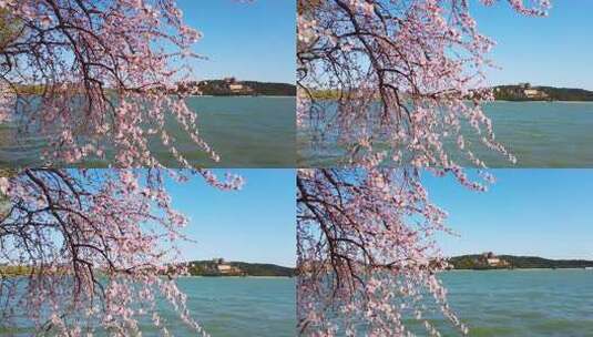 湖畔盛开的粉色花枝与远景建筑高清在线视频素材下载