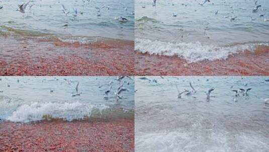 大海海面飞翔的海鸥高清在线视频素材下载