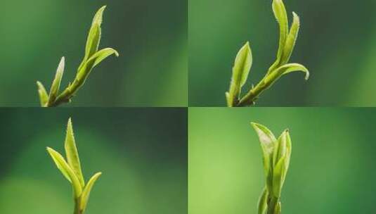 3组4K白茶茶叶生长发芽延时摄影60帧高清在线视频素材下载