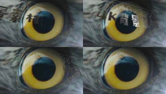 4K背景 瞳孔特写 纹理 大图 鹰眼 动物眼睛高清AE视频素材下载