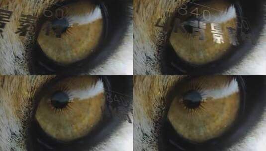 4K背景 动物瞳孔 眼睛 纹理 大图高清AE视频素材下载