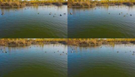 航拍湿地鸟类高清在线视频素材下载