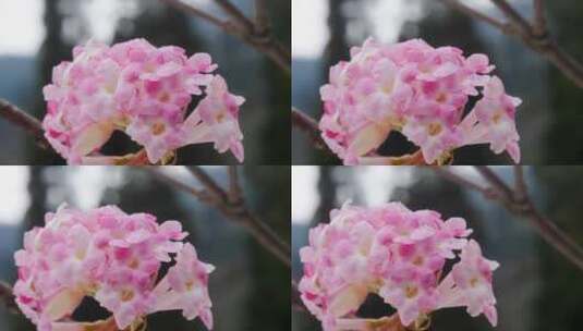 粉色花朵特写高清在线视频素材下载